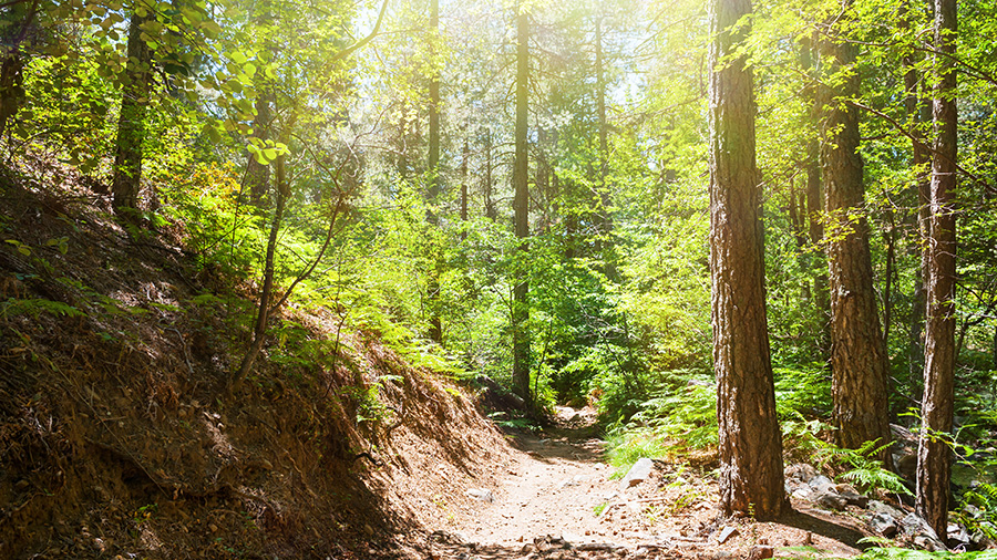The Psilodentro Pouziaris Trail